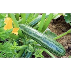 Courgette- Cocozelle Von Tripolis